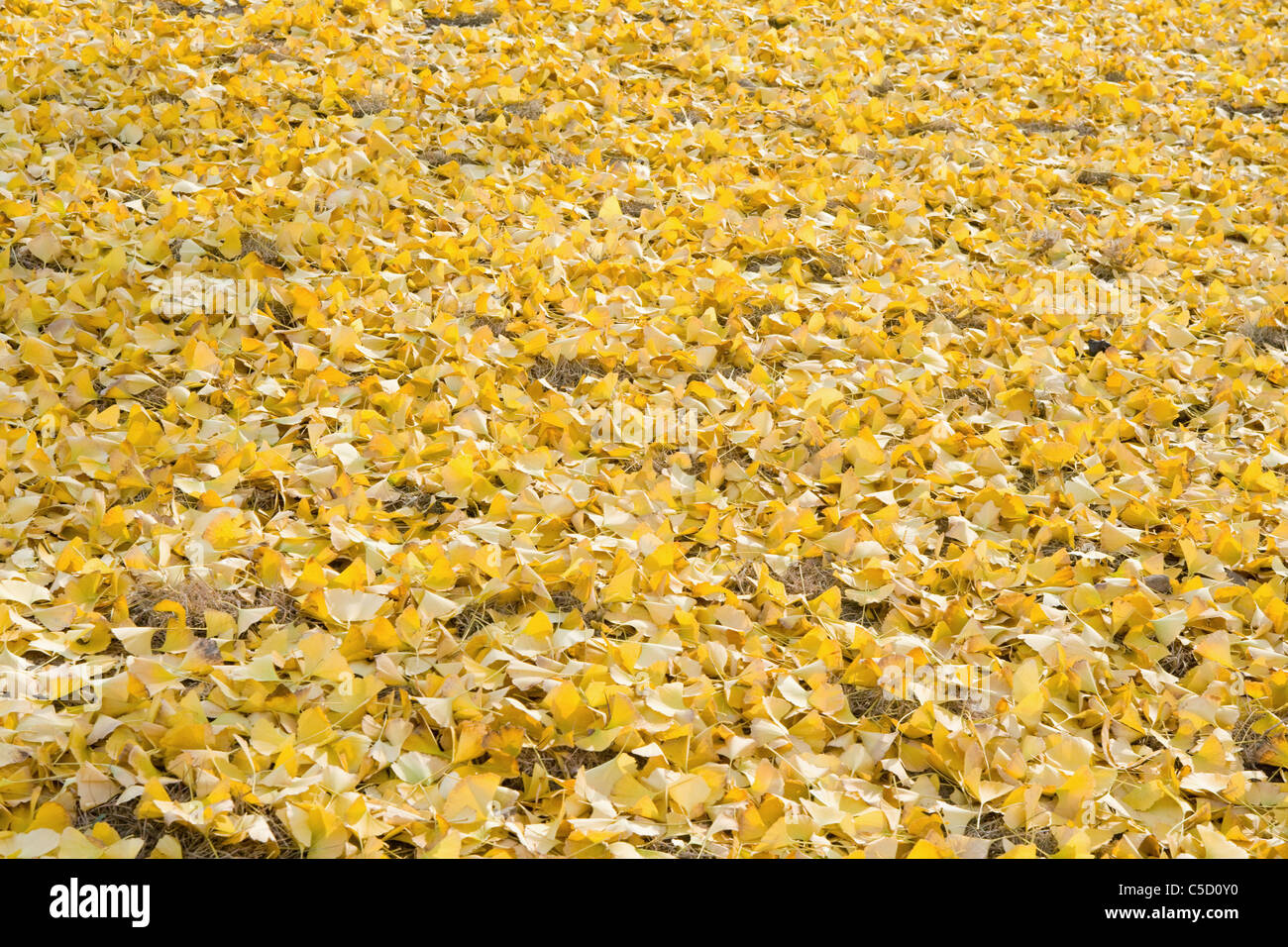Foglie di giallo sul terreno Foto Stock