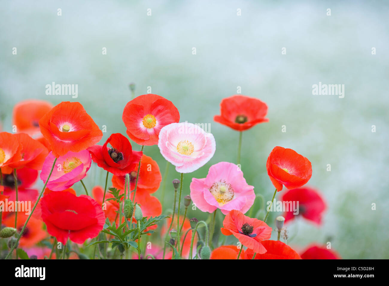 Il papavero nel campo Foto Stock