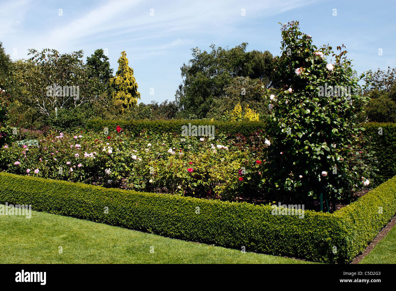 Rosa inglese GIARDINO D'estate. Foto Stock