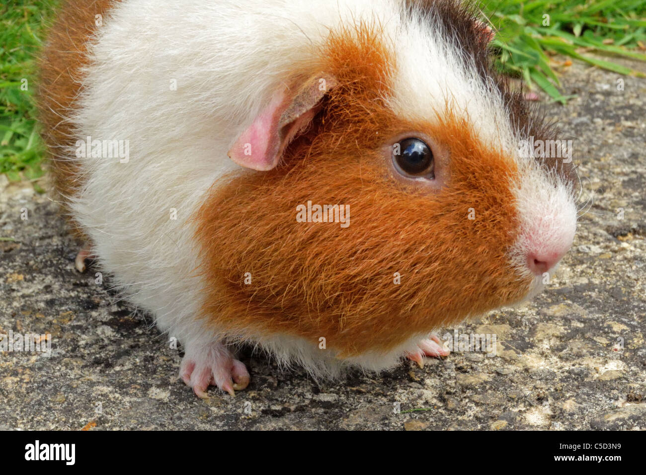 Guinea Pig Foto Stock