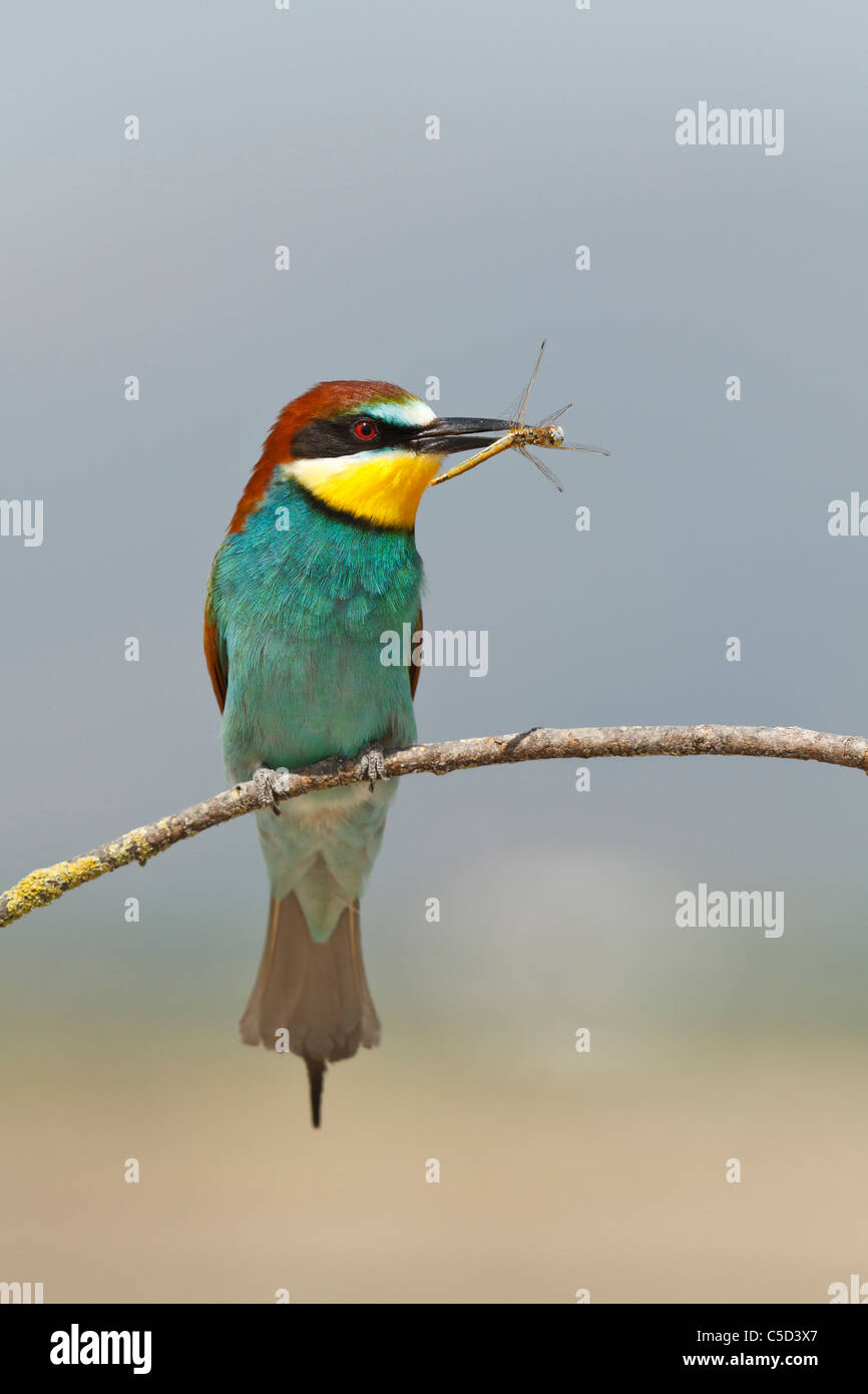 Unione Gruccione (Merops apiaster). Spagna. Foto Stock