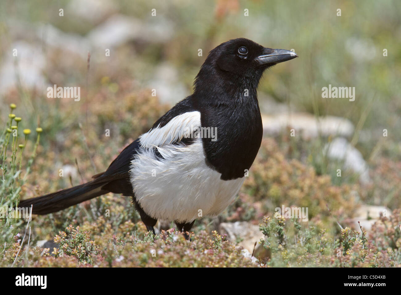 Gazza (Pica pica). Aragona, Spagna. Foto Stock