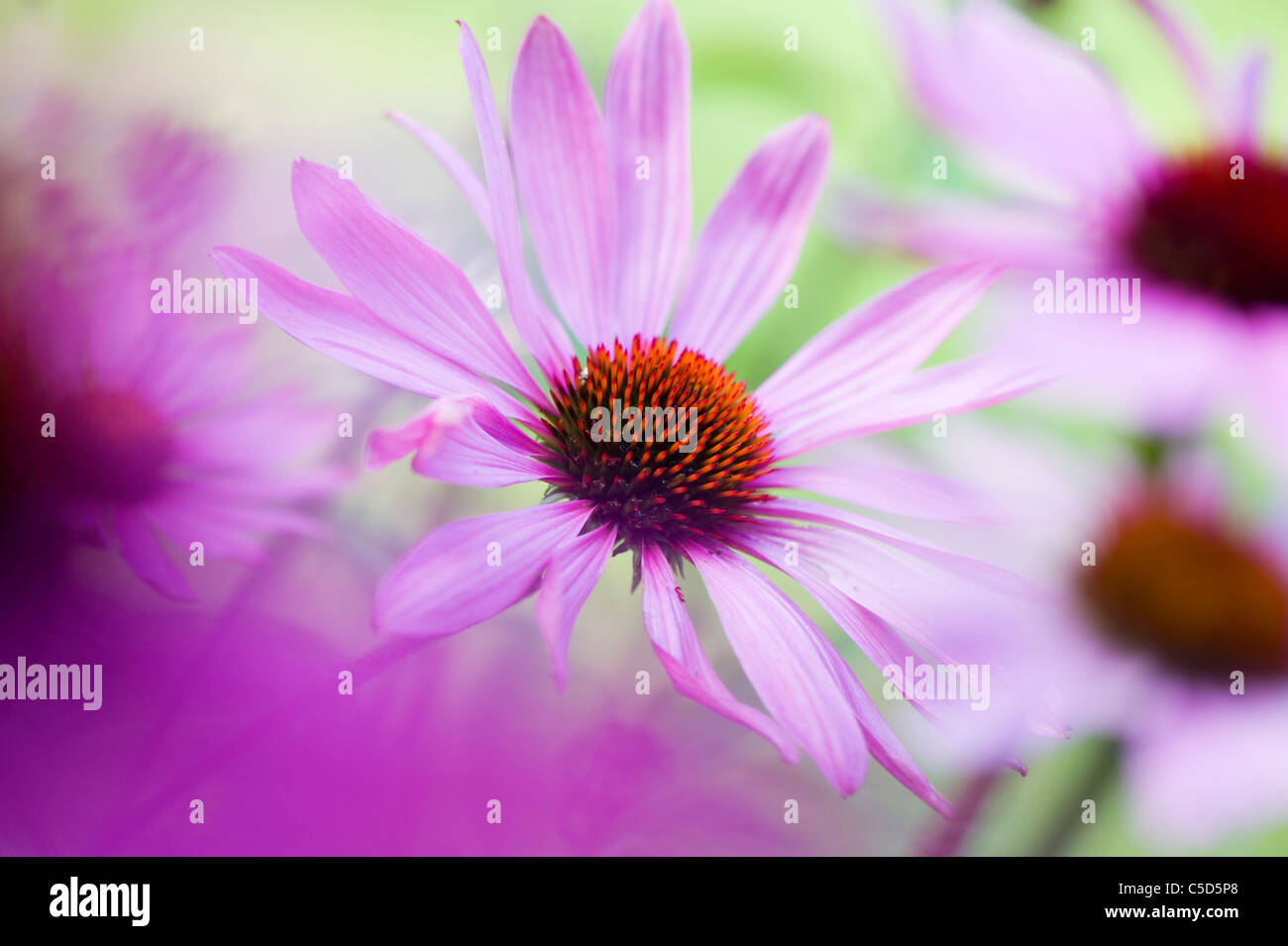 Close-up immagine di Echinacea purpurea (orientale coneflowers viola o Purple coneflower) rosa fiori estivi, presa contro un sfondo morbido Foto Stock