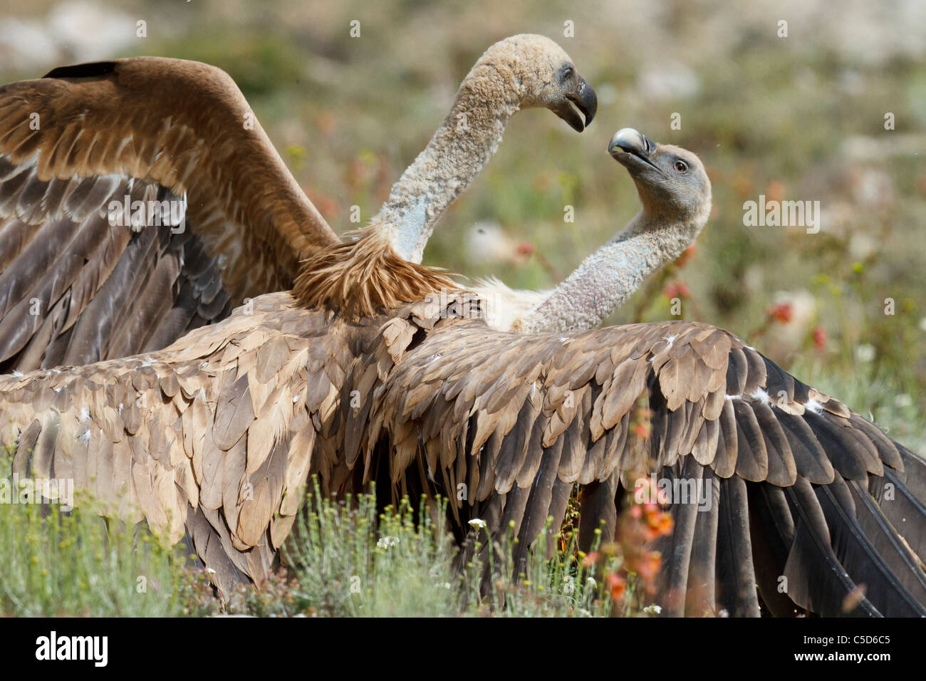 Grifone (Gyps fulvus),lotta. Aragona, Spagna. Foto Stock