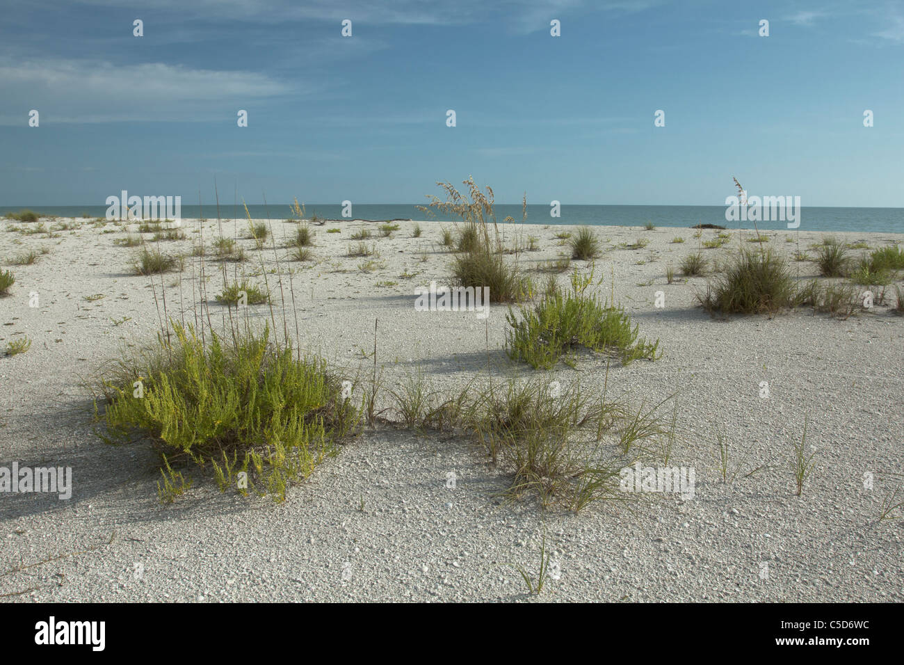 Vegetazione su la zona delle dune della spiaggia Tigertail Marco Island Florida Foto Stock