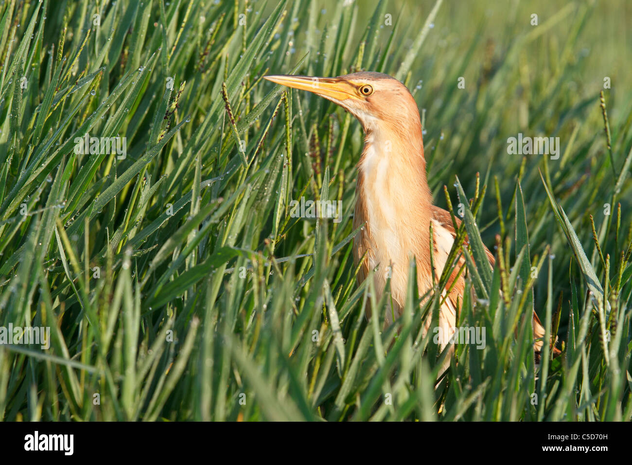 Tarabusino (Ixobrychus minutus). Spagna. Foto Stock