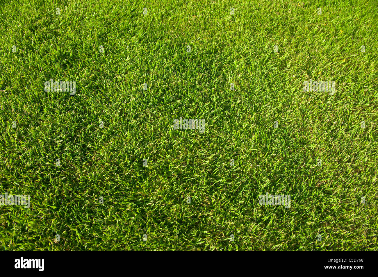 Quasi perfetta di erba verde / prato. Regno Unito Foto Stock