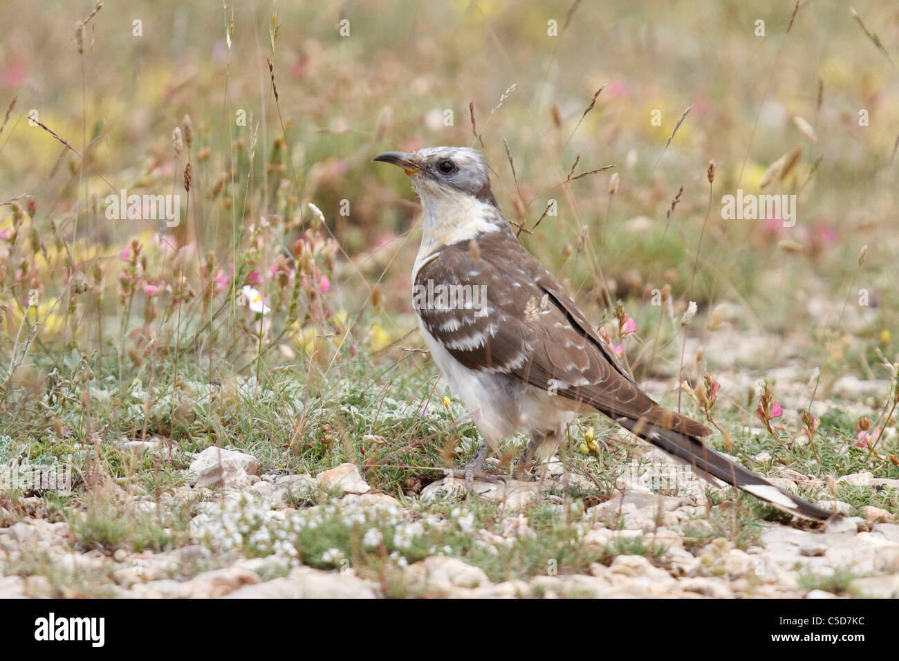 Grande cuculo maculato (clamator glandarius) adulto. Spagna. Foto Stock