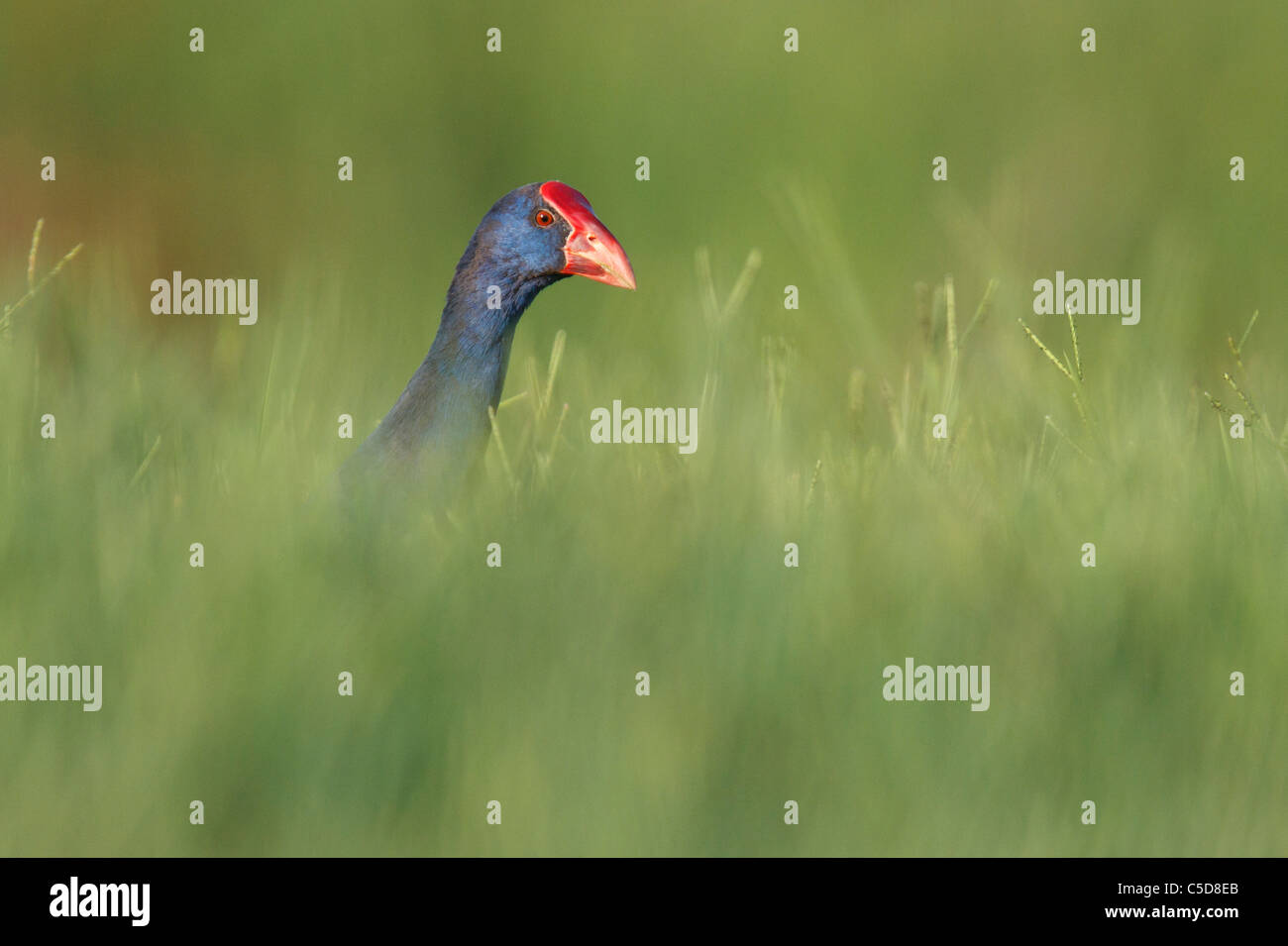 Purple swamp-hen (Porphyrio porphyrio). Spagna. Foto Stock