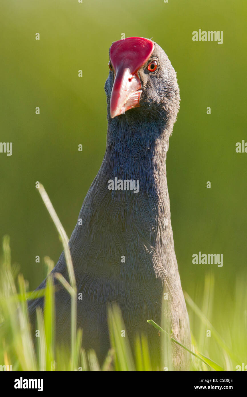 Purple swamp-hen (Porphyrio porphyrio). Spagna. Foto Stock