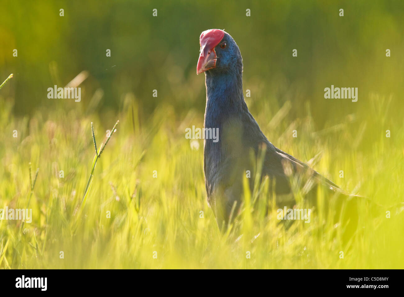 Purple swamp-hen (Porphyrio porphyrio). Spagna. Foto Stock