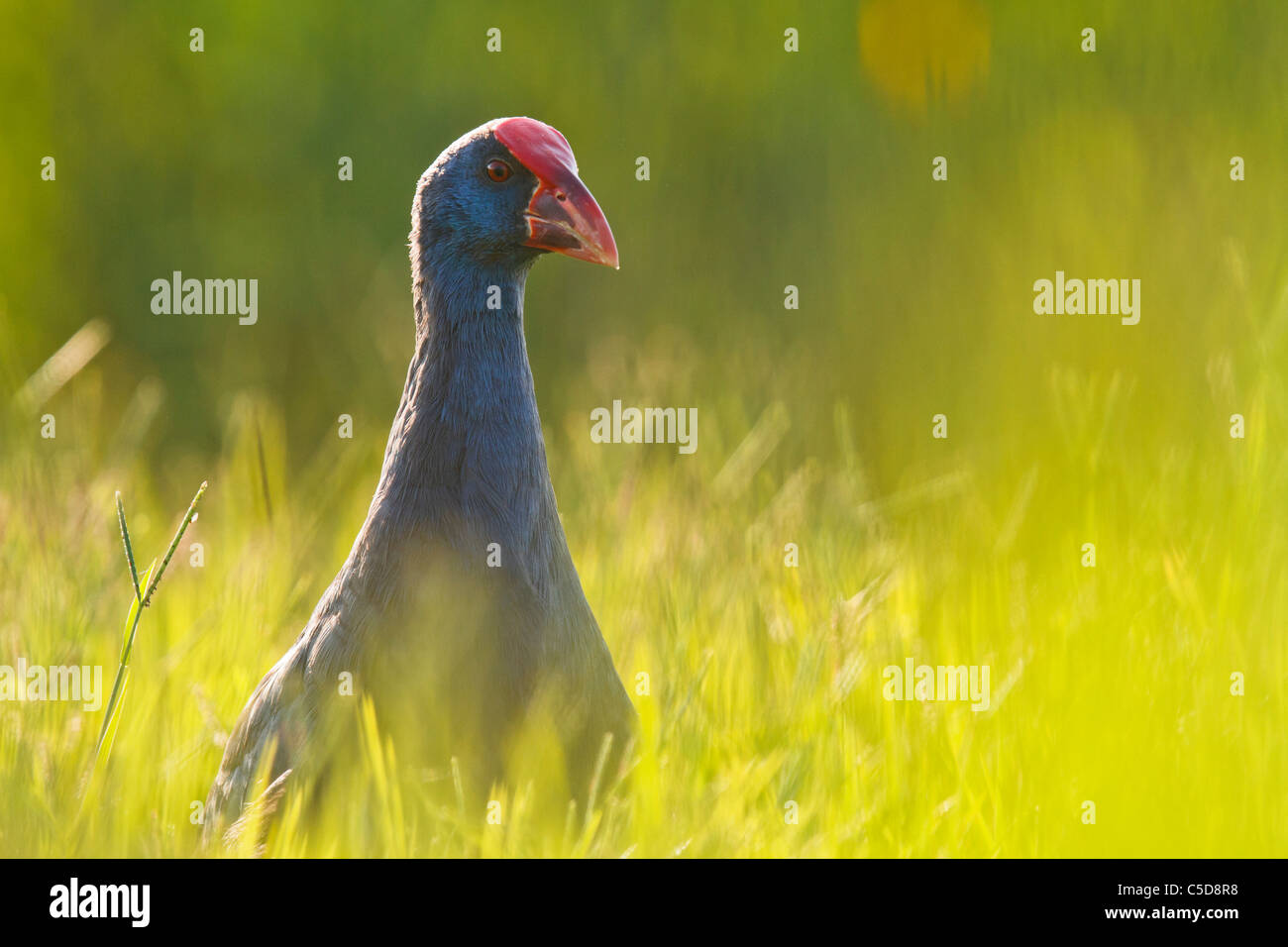 Purple swamp-hen (Porphyrio porphyrio). Spagna. Foto Stock
