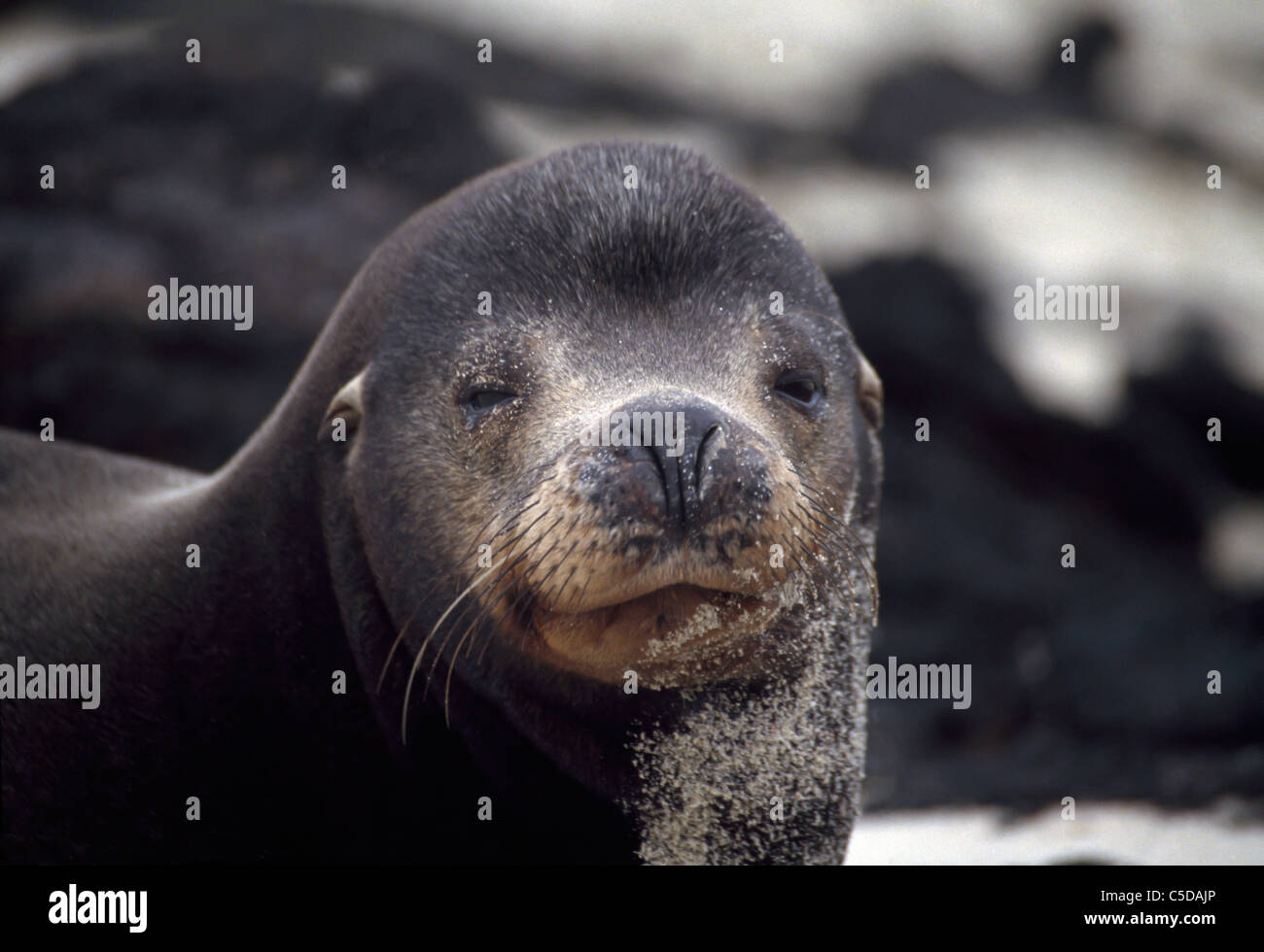 Sabbia-coperto Galápagos sea lion pup, Zalophus wollebacki Foto Stock