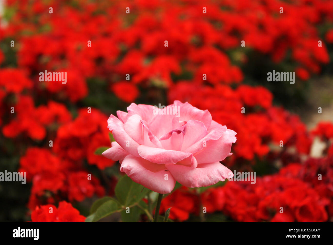 Una rosa rosa nella parte anteriore di rose rosse nei giardini del cortile di Alcazar dei Re Cristiani a Cordoba, Andalusia, S Foto Stock