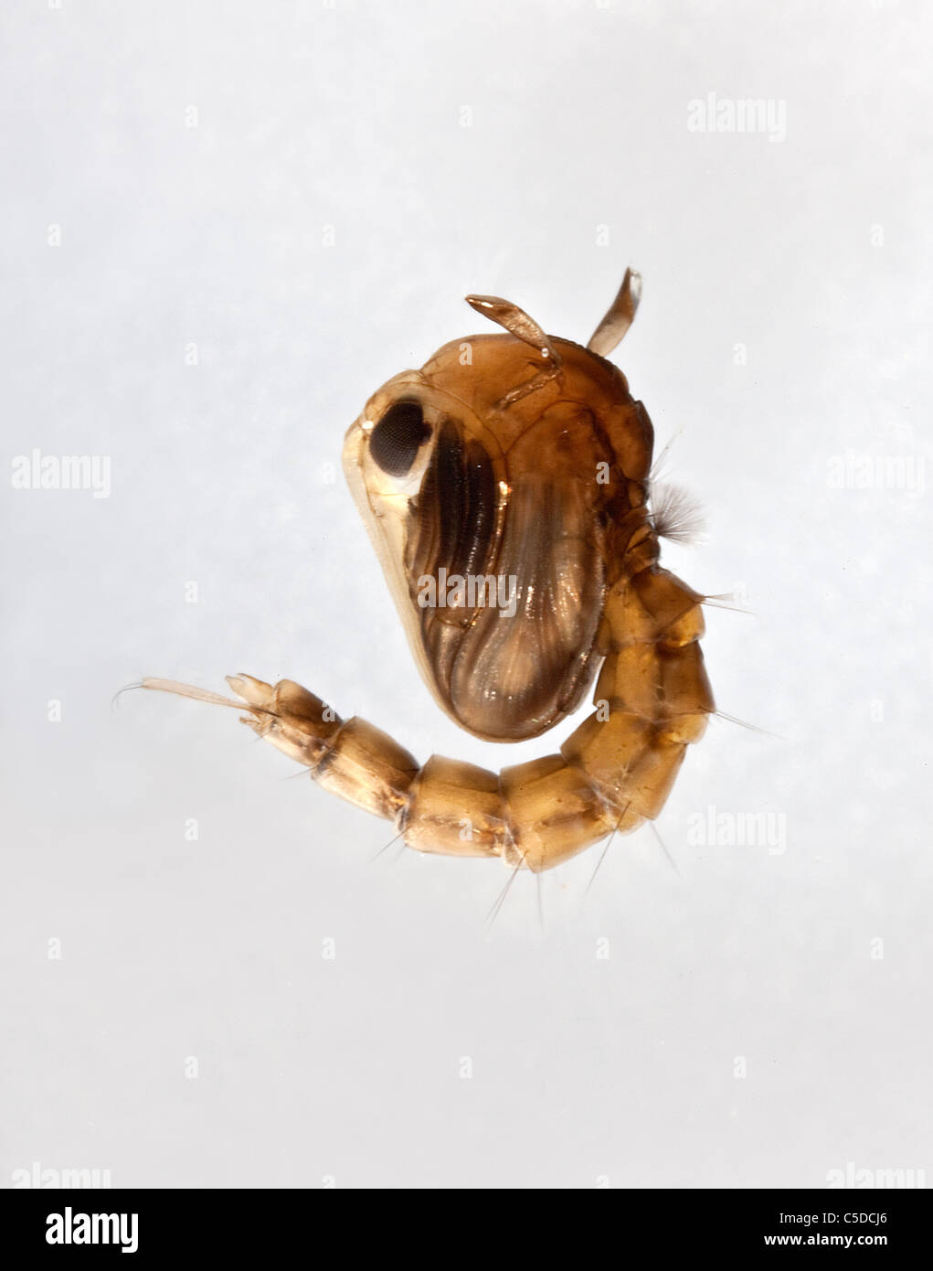 Pupa di zanzara Foto Stock