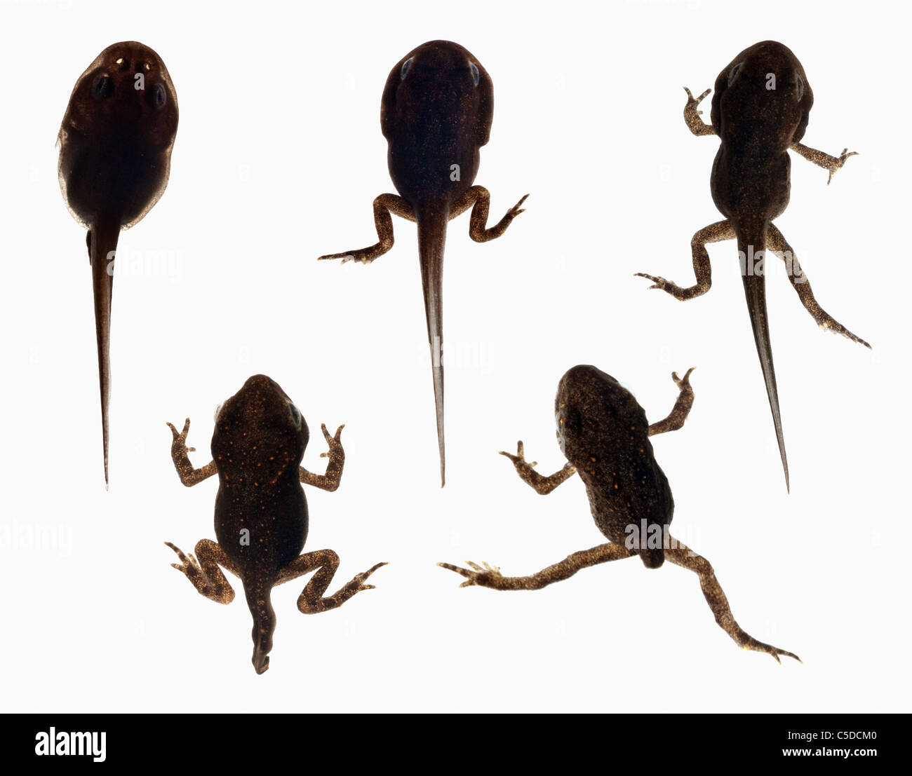 Sviluppo sequenziale di una rana (dal girino alla rana per adulti) Foto Stock