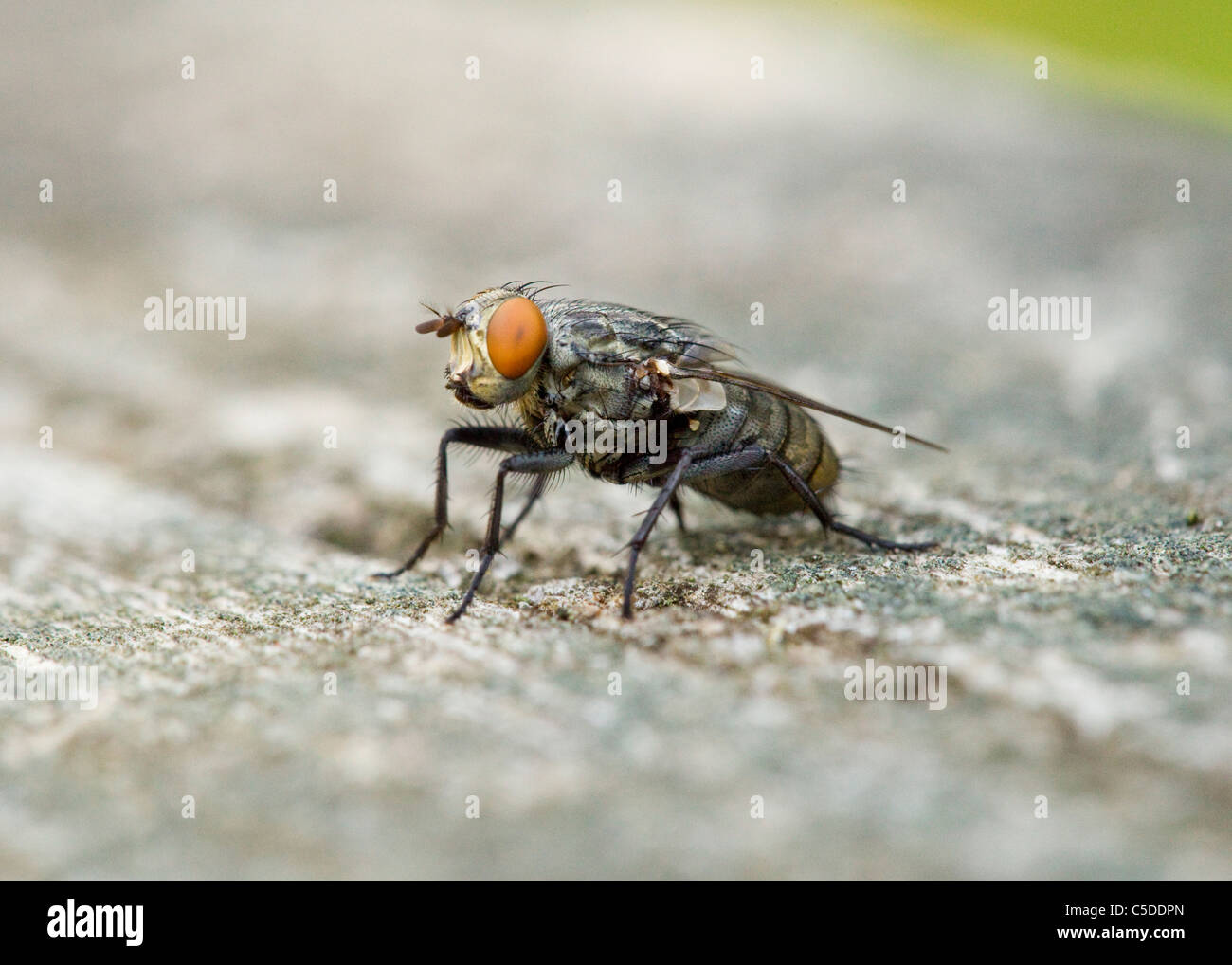 Comune (housefly Musca domestica) closeup dettaglio Foto Stock