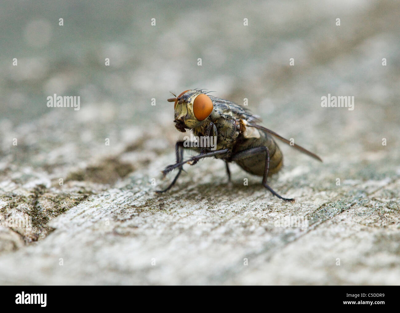 Comune (housefly Musca domestica) closeup dettaglio Foto Stock