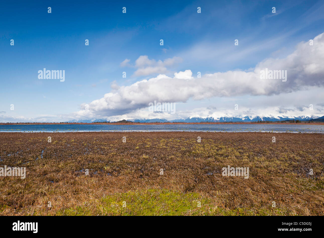 Zone umide in Alaganik Slough e il Chugach National Forest e Chugach Mountains in rame del delta del fiume, Cordova, Alaska. Foto Stock