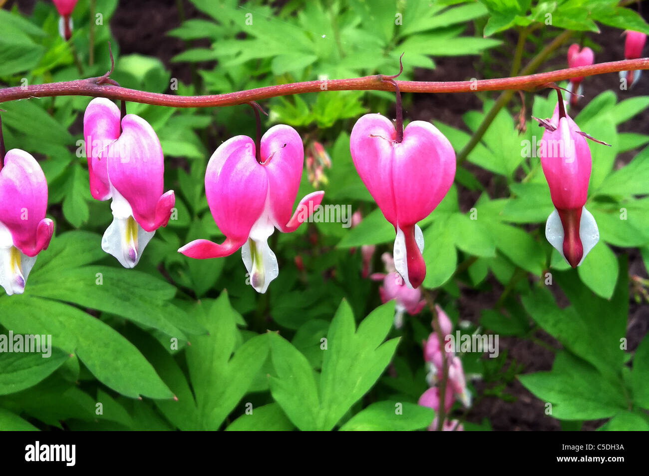 Cuore di spurgo blossoms. Foto Stock