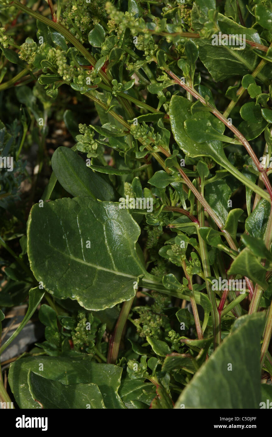 Beta vulgaris ssp. maritima Barbabietole da mare Foto Stock