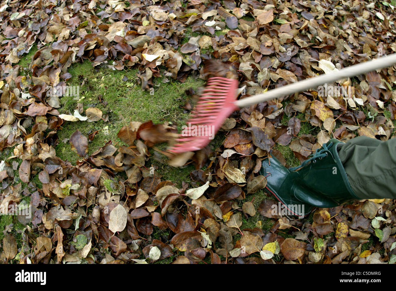 Sezione bassa di una persona a rastrellare foglie di autunno Foto Stock
