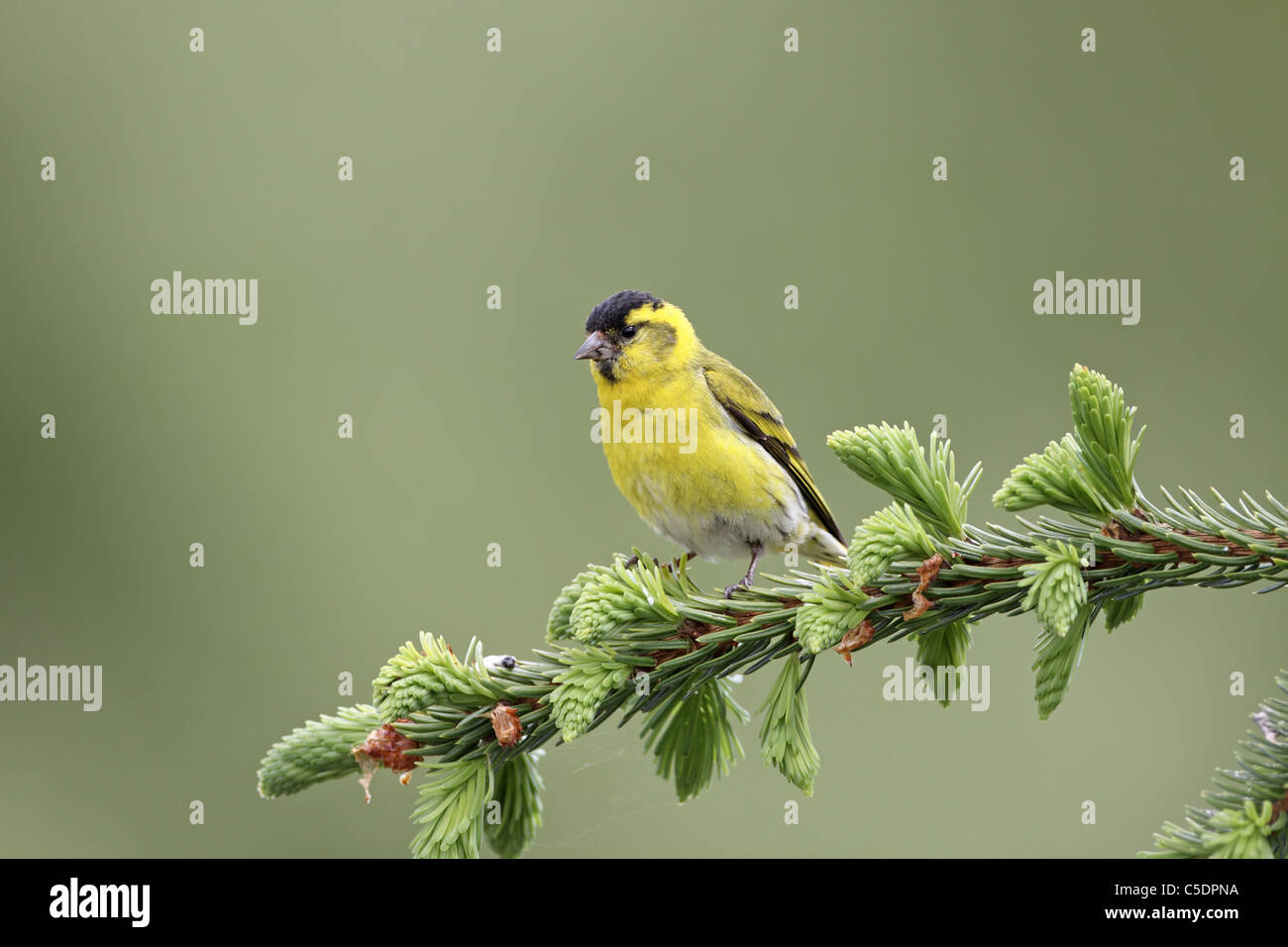 Lucherino, Carduelis spinus maschio sul ramo di pino in Western Perthshire Foto Stock