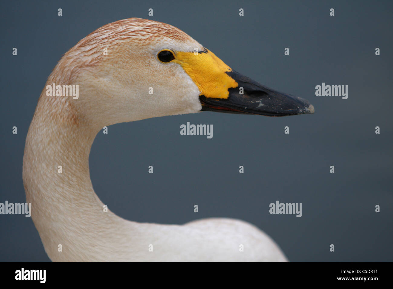 Cigno di Bewick Foto Stock