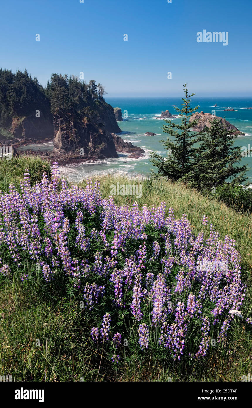 Fioriture di lupino si affaccia l'aspro promontorio e mare offshore di pile di Oregon di Boardman parco dello stato. Foto Stock