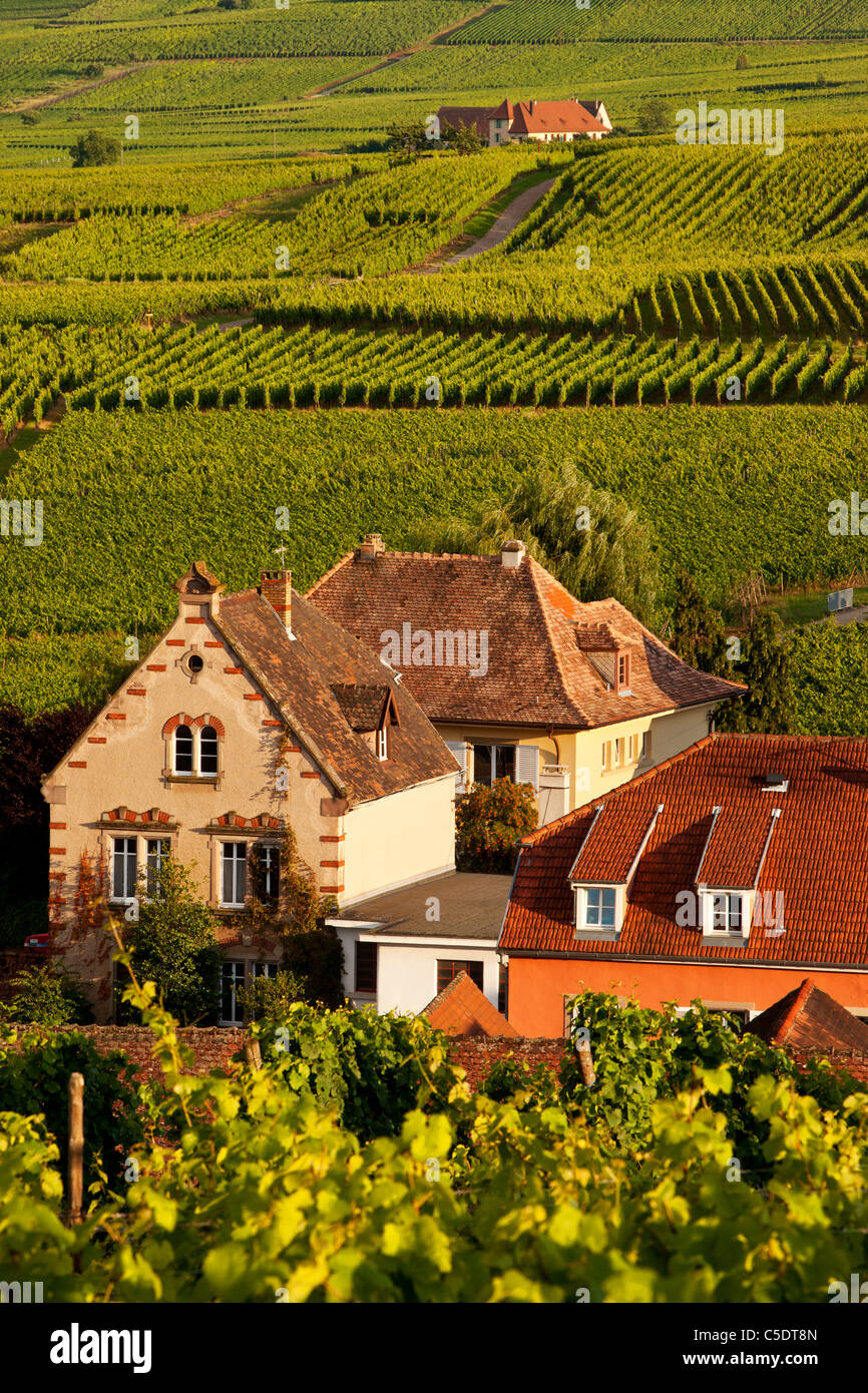Home e vigneto in Riquewihr, lungo la strada del vino Alsaziano Haut-Rhin Francia Foto Stock