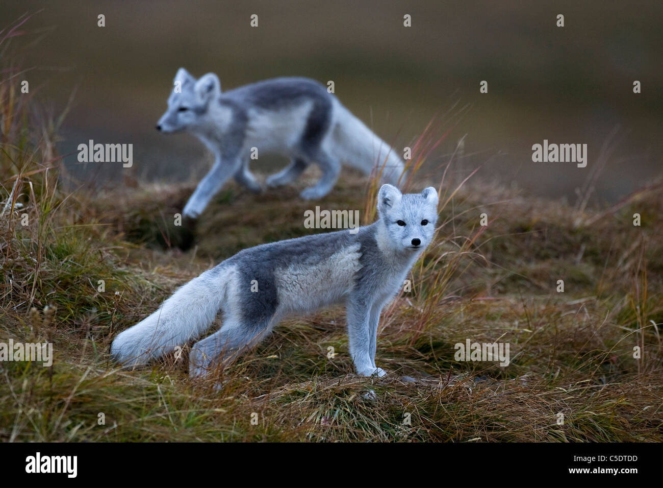 Vista laterale di due volpi artiche (Alopex lagopus) passeggiate sul paesaggio Foto Stock
