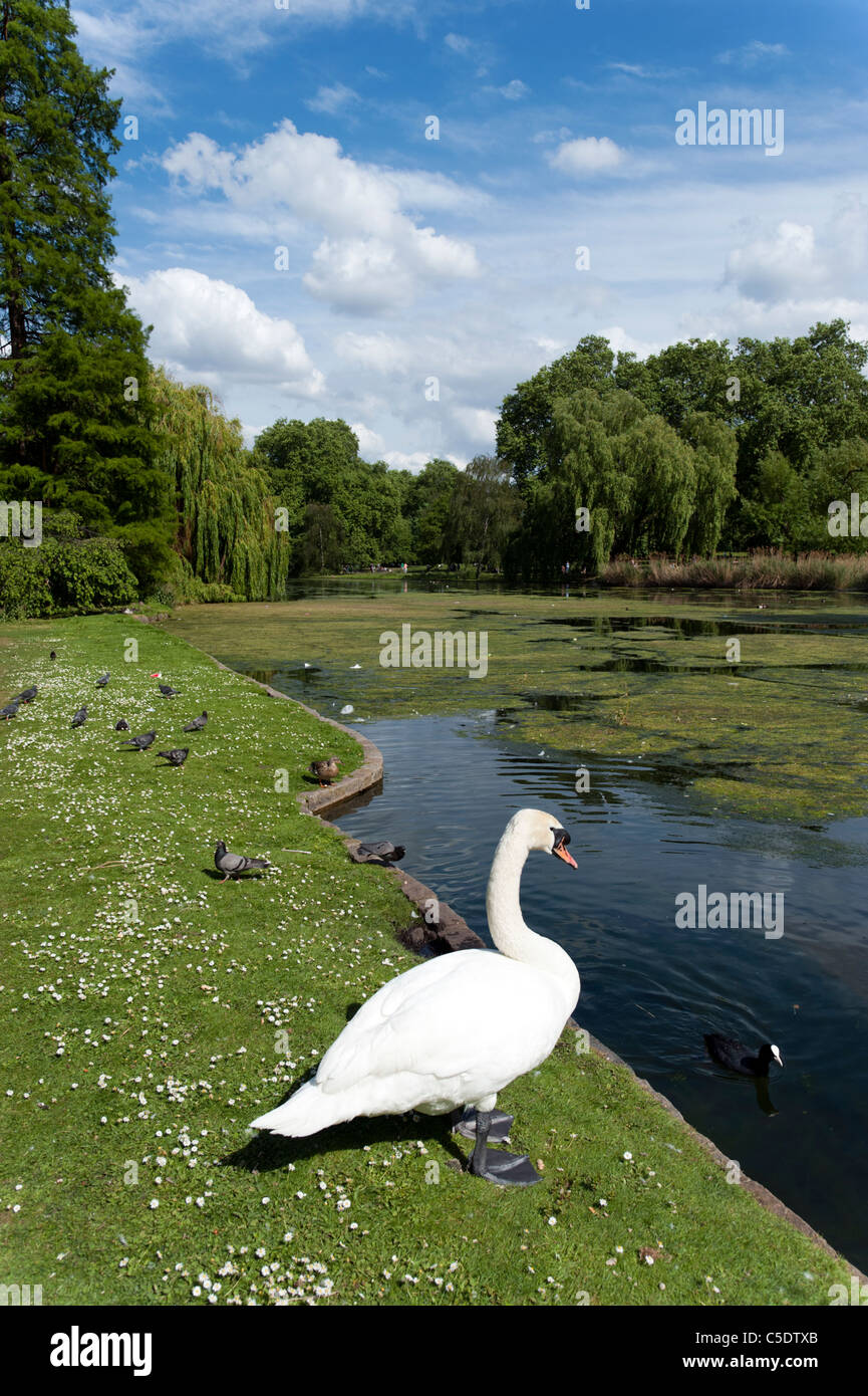 Swan accanto al lago di St James's Park, London, Regno Unito Foto Stock