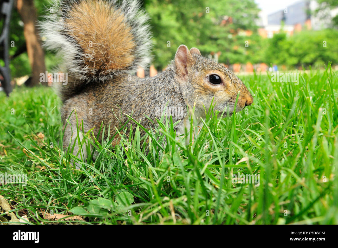 Il orientale scoiattolo grigio o di scoiattolo grigio (a seconda della regione), (Sciurus carolinensis) Foto Stock