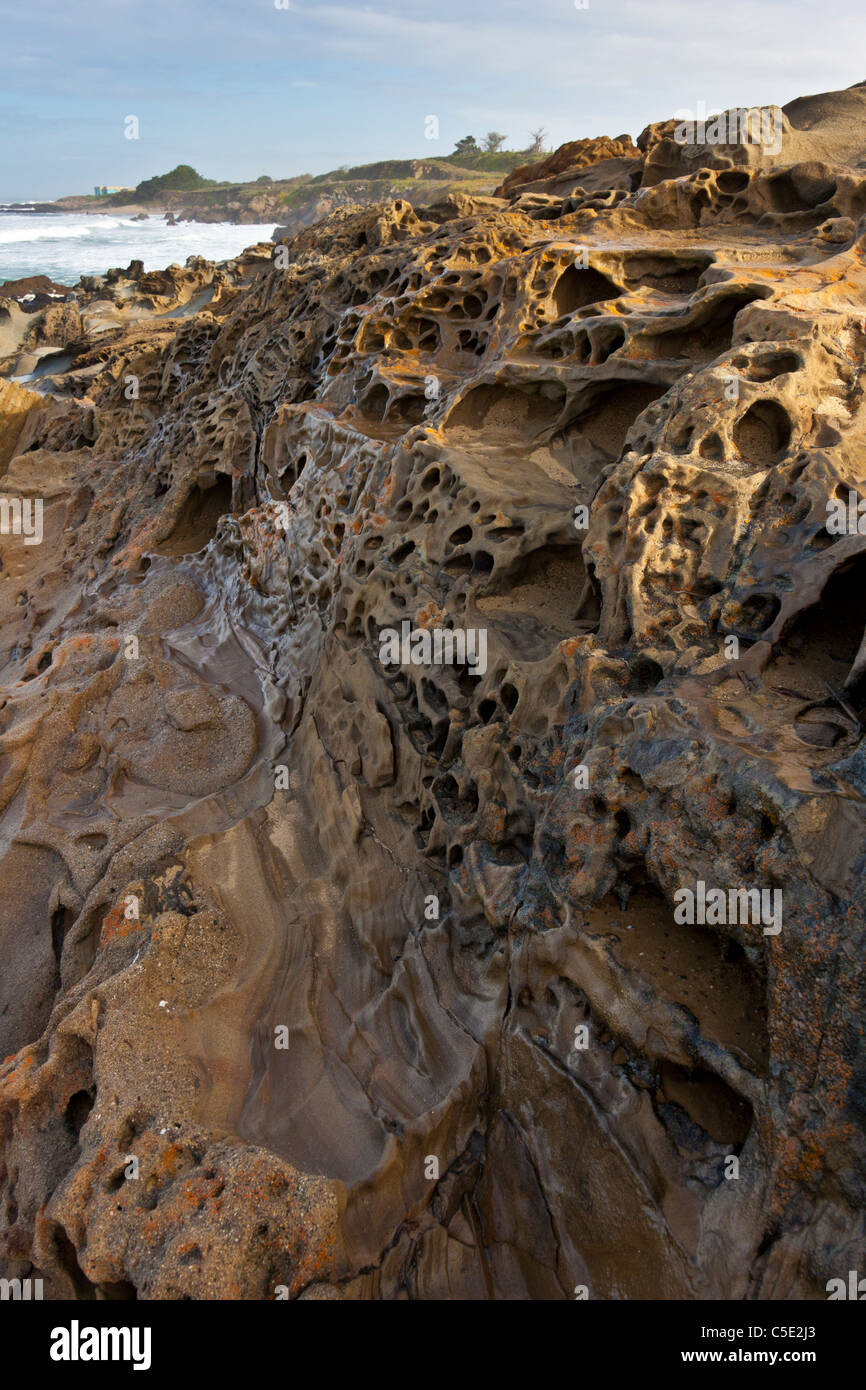 Tafoni grotte incisi nel bluff a fagiolo lo stato cavo spiaggia costa centrale della California. Foto Stock