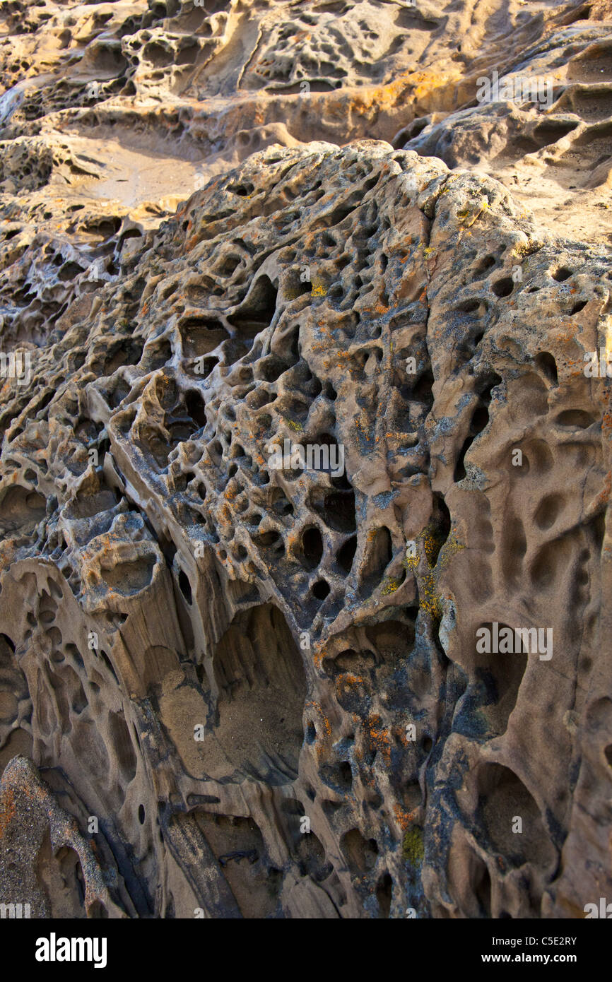 Tafoni formazioni di licheni e il sole del mattino costa centrale della California Foto Stock