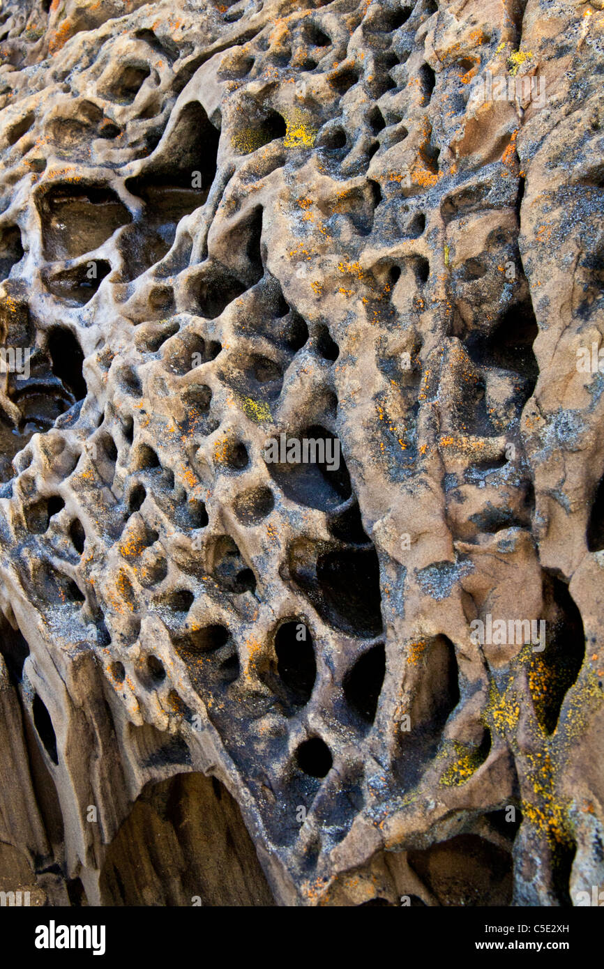 Tafoni formazioni con il lichen a California State Beach. Foto Stock