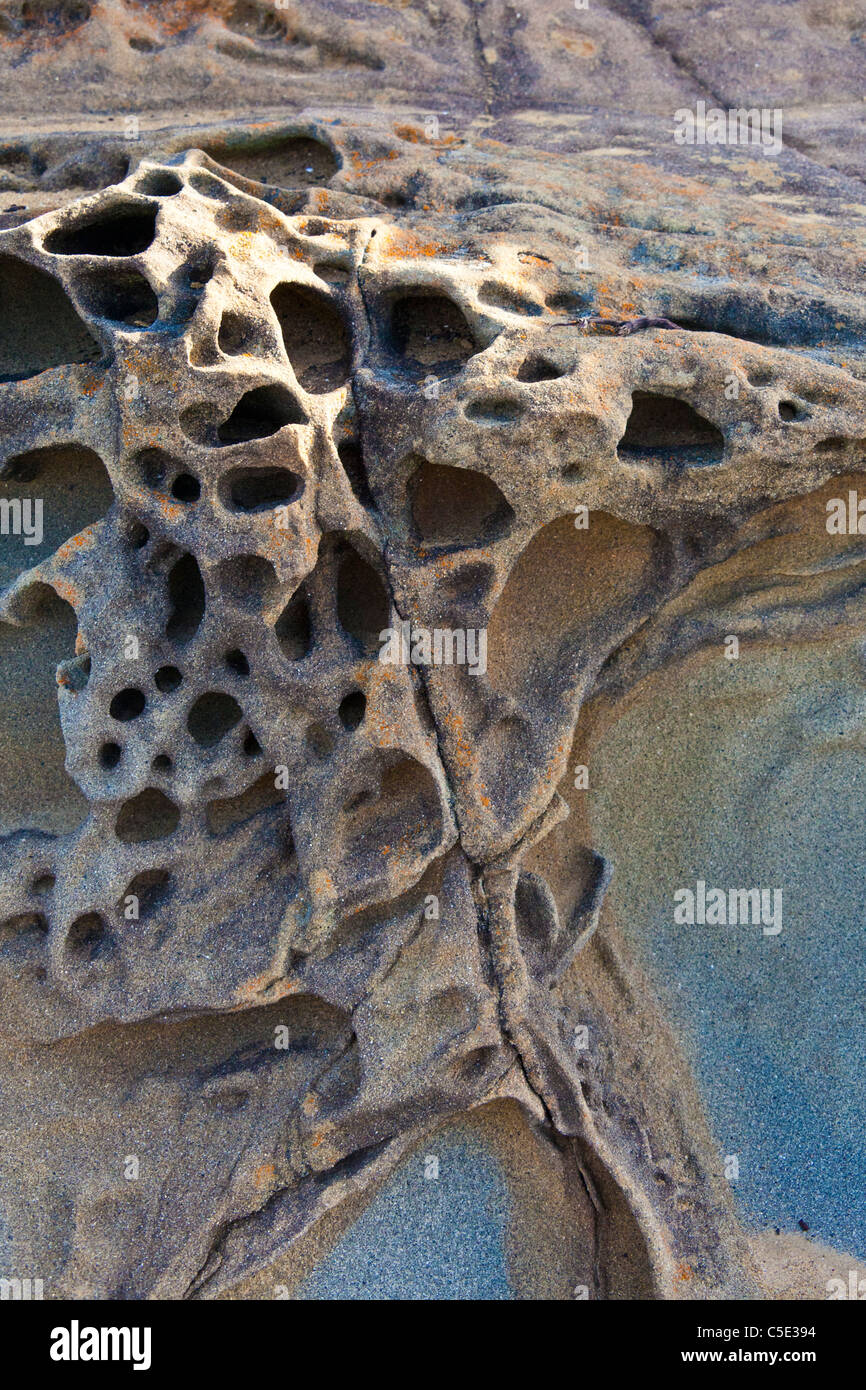 Tafoni formazioni in rocce lungo la costa centrale Californiana. Foto Stock