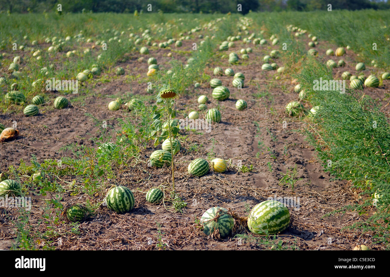 Mature di acqua-meloni su un acqua-campo di melone Foto Stock