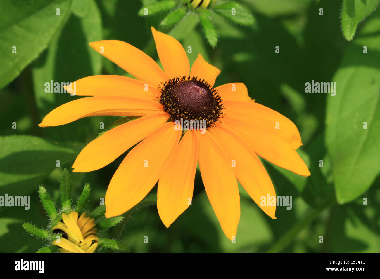 Close up giallo nero-eyed susan fiore Foto Stock