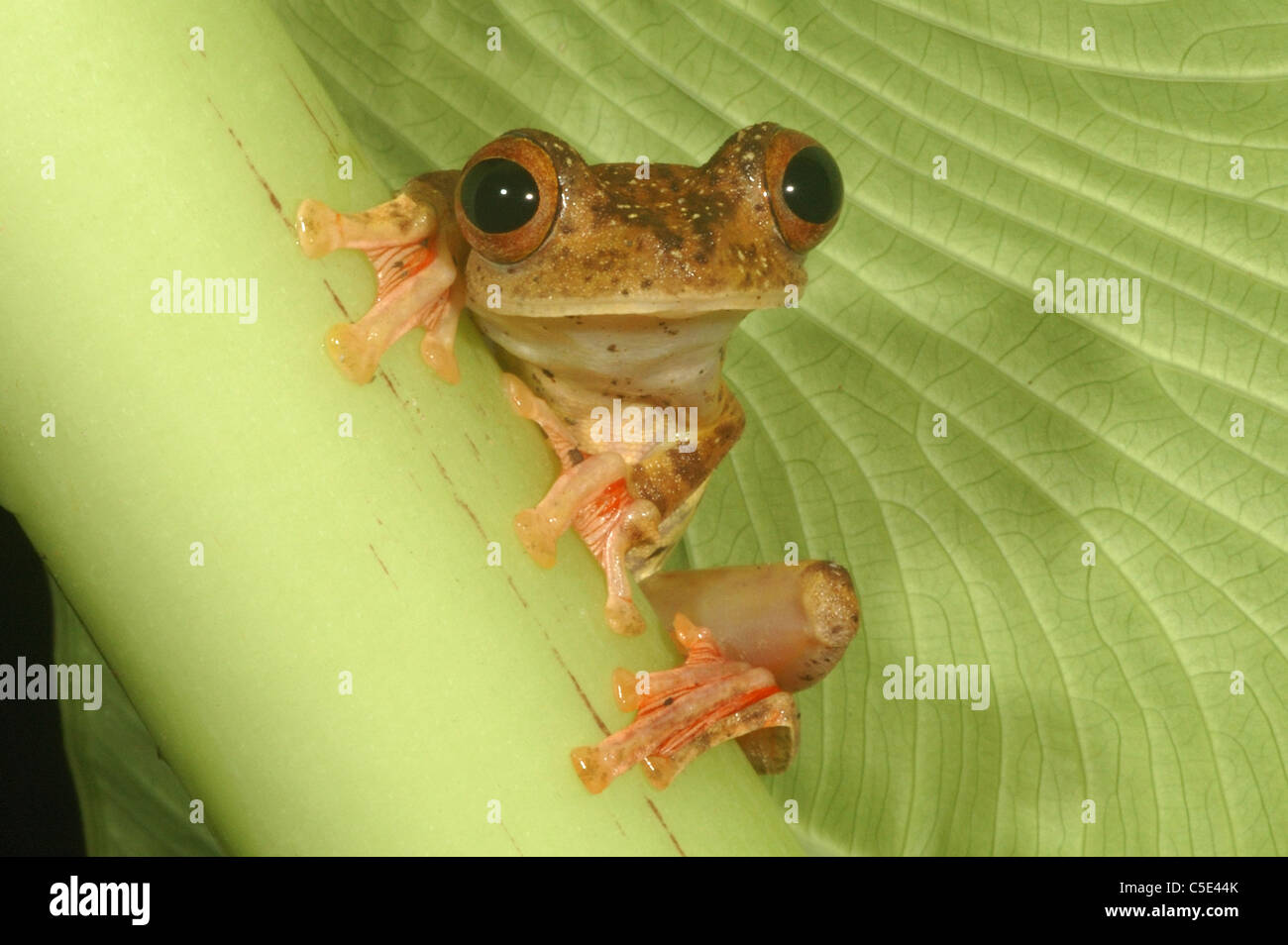 Arlecchino Raganella (Rhacophorus pardalis) aggrappandosi ad una foglia nella foresta pluviale primaria di Danum Valley, Borneo. Foto Stock