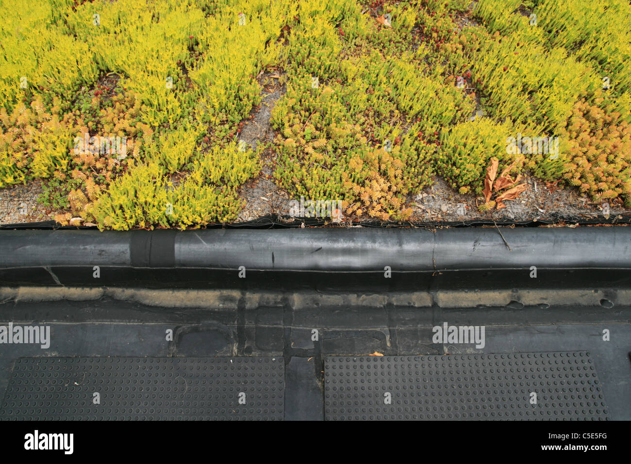 Parziale del tetto verde dettaglio superiore mostra il confine Foto Stock