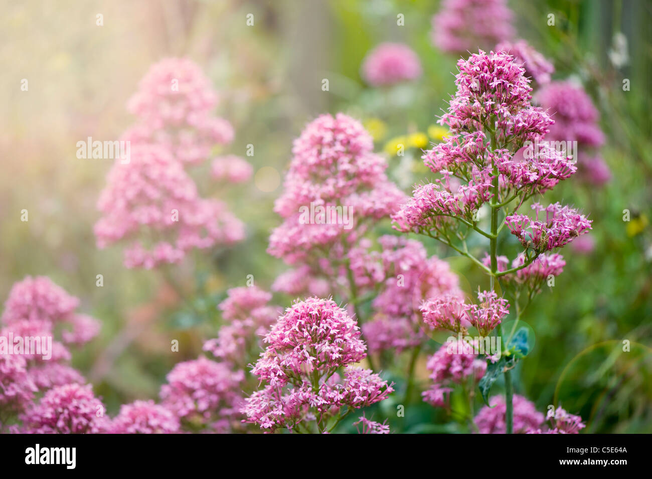 Close-up immagine della fioritura estiva Eupatorium cannabinum fiori di colore rosa, noto anche come canapa agrimonia o corda di santo. Foto Stock