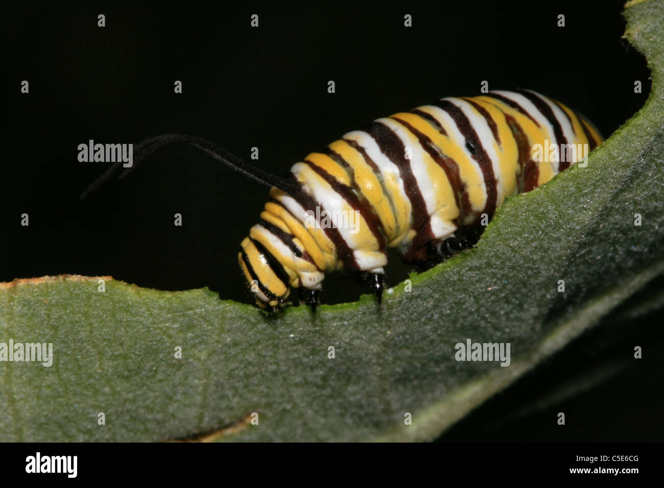 Macro di un monarca Caterpillar a mangiare una foglia milkweed Foto Stock