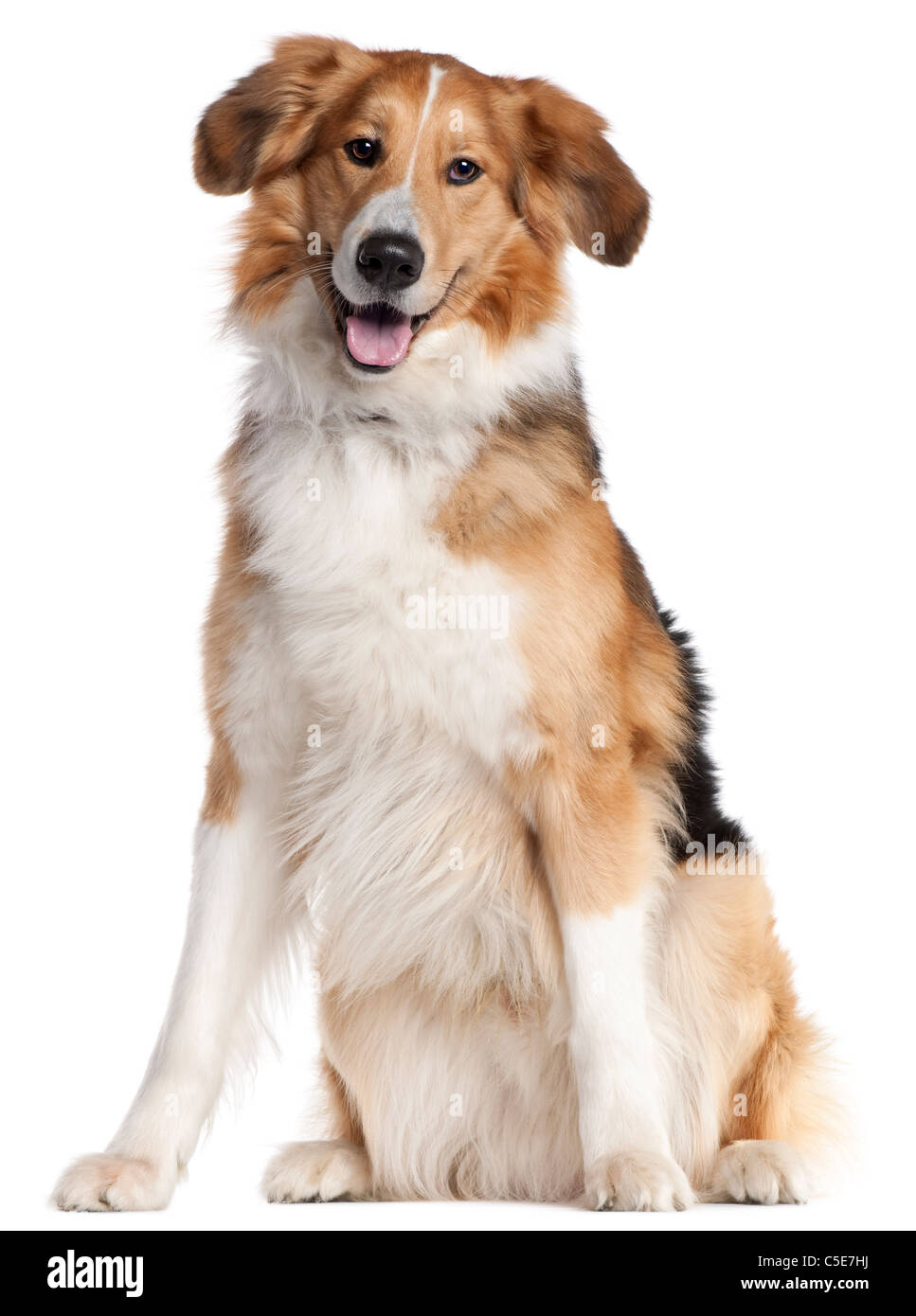 Mixed-razza cane, 2 anni e mezzo, seduto di fronte a uno sfondo bianco Foto Stock