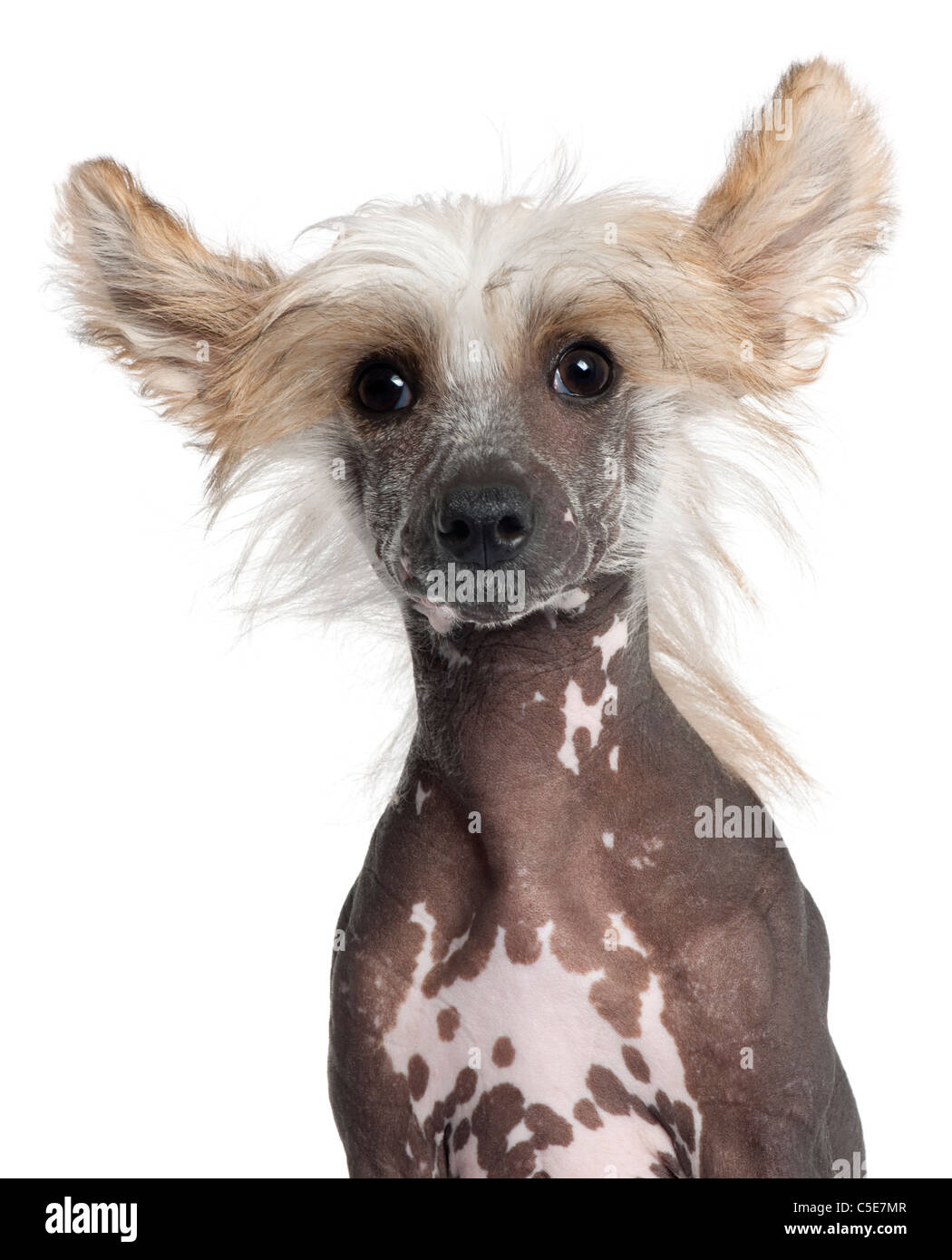 Close-up di cinesi Crested cucciolo, 4 mesi di età, di fronte a uno sfondo bianco Foto Stock