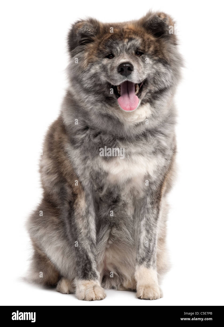 Akita Inu, 7 anni, seduto di fronte a uno sfondo bianco Foto Stock