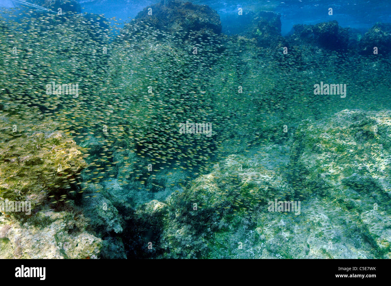 Scuola di massiccia dei capretti spinefoot rabbitfish, Siganus rivulatus, specie invasive dal Mare Rosso, Kas Turchia mediterraneo Foto Stock