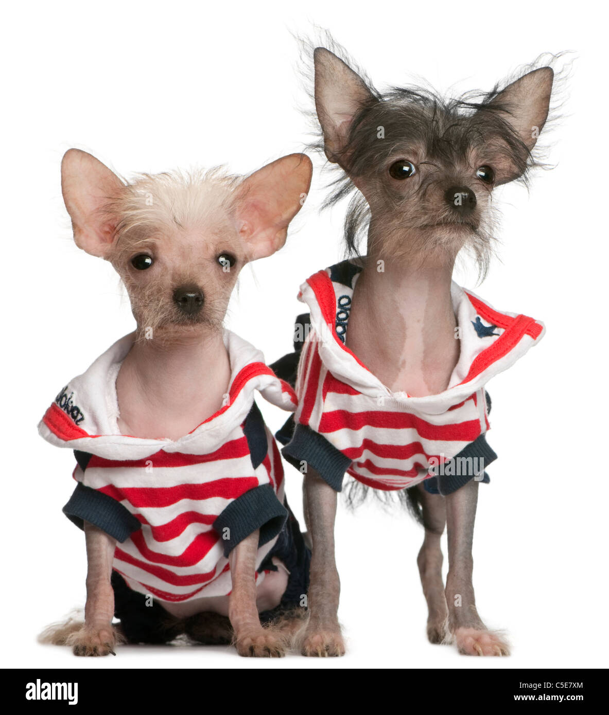 Crested cinese cani, 4 mesi e 4 anni, vestito di rosso bianco e blu nella parte anteriore del fondo bianco Foto Stock