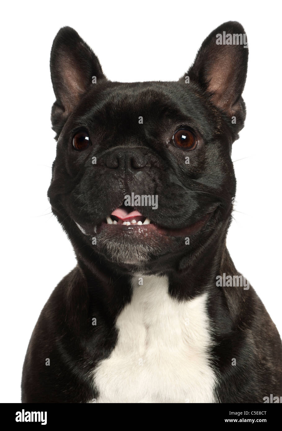 Bulldog francese, 16 anni, di fronte a uno sfondo bianco Foto Stock Bulldog francese, 16 anni, di fronte a uno sfondo bianco Foto Stock