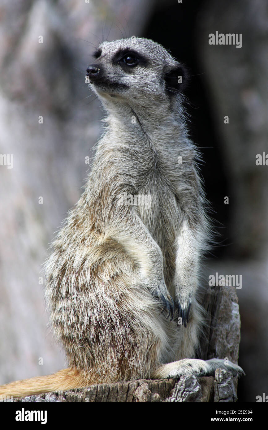 Meerkat Sentry Foto Stock